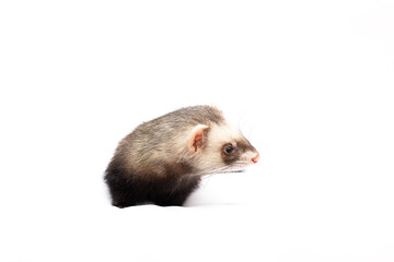 Ferret turn his head and sits on a white background