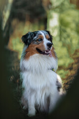 Australian Shepherd 