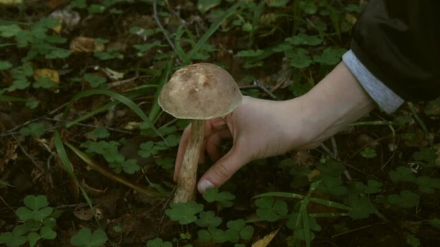 Big old boletus grows in the autumn forest