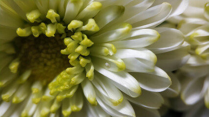 Fototapeta premium White chrysanthemums with yellow middle close up