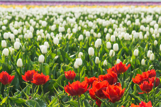 Close up of spring field with blooming tulips background. Freshness springtime wallpaper with blossom flowers. Soft blur bokeh, photo with copy space