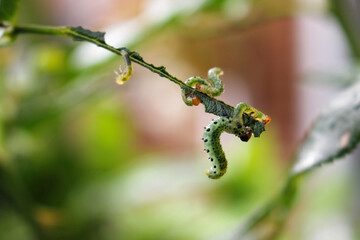 Sawfly caterpillars on a single rose leaf. Caterpillars feeding on a green leaf.