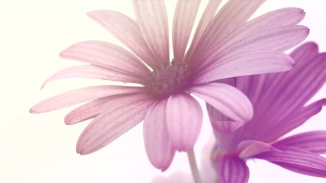 Flowers opening. Timelapse of beautiful pink cape marguerite Osteospermum or Dimorphotheca flowers blooming, isolated on white background. Time lapse. African daisy bunch, spring flower open, close-up