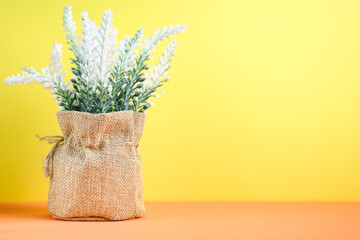 Home plant in a canvas basket on a colored background. Green plant on a blue-orange background