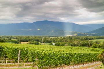 A scenic of bright and greenery of French vineyard with cloudy sky and sunray shining trough surrounded by mountain alps and greenery of tree 