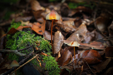 The Saffrondrop Bonnet (Mycena crocata) is an inedible mushroom