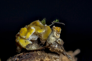 The Ditiola peziziformis is an inedible mushroom