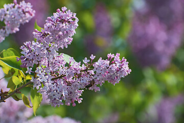 The tender branch of blooming fresh lilac flowers in sunny day