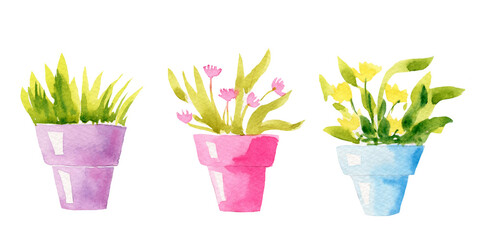 Watercolor, illustration, set of beautiful home potted plants
