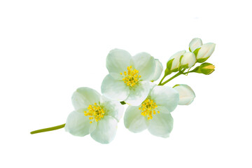Obraz premium branch of jasmine flowers isolated on white background.