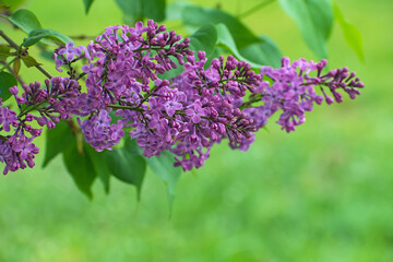 Obraz premium The beautiful branch of blooming fresh lilac flowers on blurred green leaves background