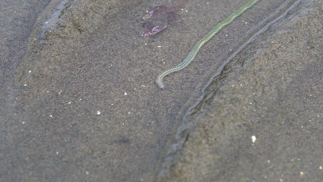 Green Paddle Worm, Phyllodoce novaehollandia, native to Australia, closeup