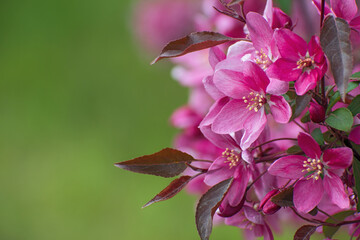 The beautiful  blooming wild pink cherry branch on blurred green floral background.