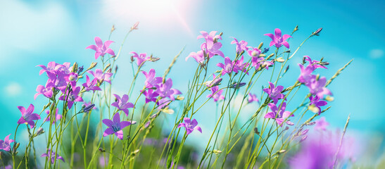 Obraz na płótnie Canvas Lovely lilac flowers bells on background of blue sky outdoors in nature. Summer spring natural landscape.