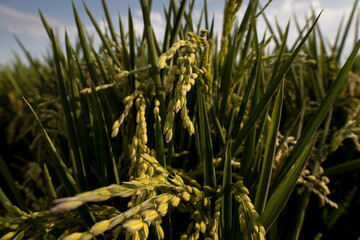 planta de arroz - Oryza sativa
