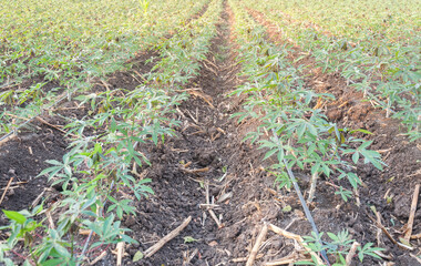 Cassava trees are planted in rows in the fields.