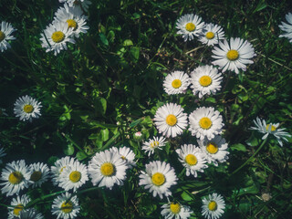 Many white daisies in top view of meadow, green grass with white daisies on the meadow