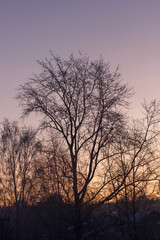 Fototapeta na wymiar The silhouette of a tree against the sunset sky.