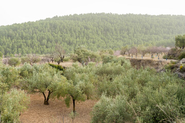 Agricultural plantation of olive trees and first almond trees blooming in the field in spring.