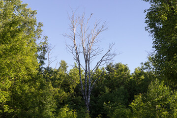 An old dry tree among the leafy tree crowns in the forest.