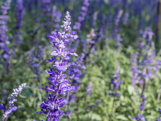 Close-up of purple lavender flowers in the field. Nature beautiful background