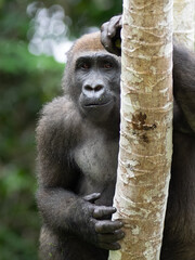 A Western gorilla (Gorilla gorilla) Africa Gabon.