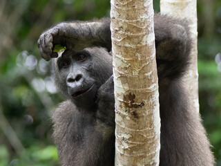 A Western gorilla (Gorilla gorilla) Africa Gabon.
