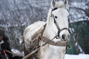 White harness horse in village,winter photo