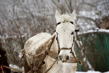 White harness horse in village,winter photo