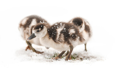 Egyptian Goslings In The Snow