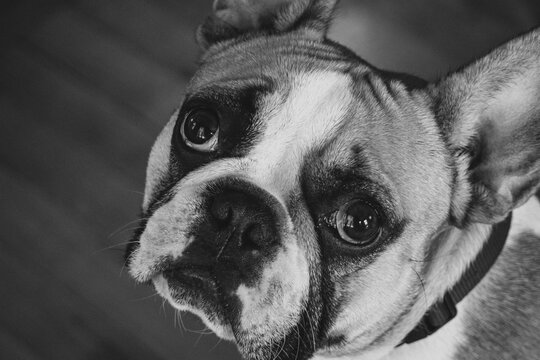french bulldog looking at a camera, portrait of a dog, black and white portrait of a dog looking at the camera, taking pictures of pets, pet photography, black and white portrait