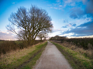 Against a blue sky with light clouds, a leafless tree next to a deserted cycle footpath at the end of a sunny winter day. Taken on Wirral, England, UK.