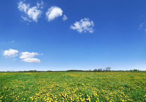 Idyllic View, Green And Flowery Meadow