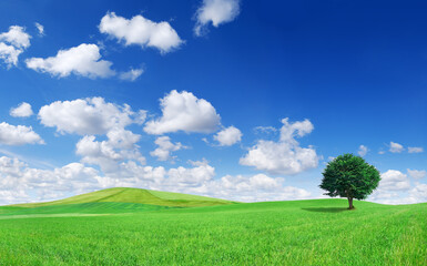 Idyllic landscape, lonely tree among green fields