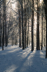 Winter sunny day in the city park.