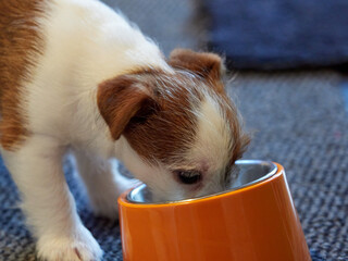 close up of a Jack Russell Puppy eating from an orange dog bowl