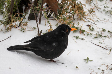 Blackbird in the snow looking for food to survive in wintertime, the Netherlands