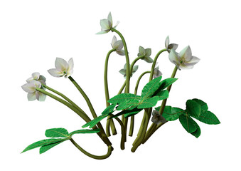 3D Rendering Helleborus Orientalis Flowers on White