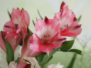 Fototapeta premium beautiful pink alstroemeria flowers, concept of spring and celebration