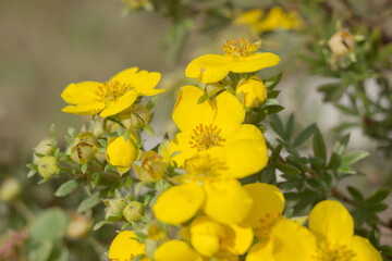 yellow flowers in the garden