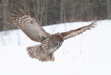 Great grey owl (Strix nebulosa) with wings spread out hunting in the winter snow in Canada	