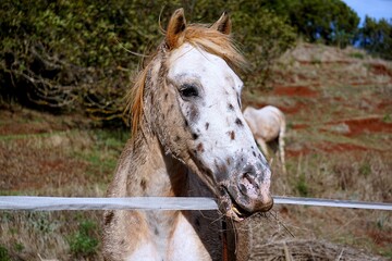 a horse on a sunny day