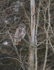 Great grey owl in a tree overlooking a snow covered field in Canada