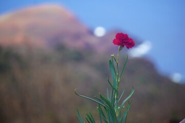 flower and blurry coastline