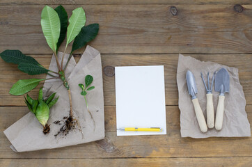Gardening tools on wooden background, flat lay, copy space text, top view. Plant care utensils. Concept of hobby, springtime, garden maintenance, landscaping, transplanting plants, florist
