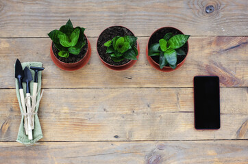 Gardening tools and smartphone on wooden background. Concept of Online gardening or florist course, consultation and blog. Flatly, copy text, top view.  Spring theme, gardening at home, hobby