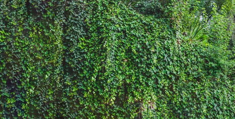 green plants wall background