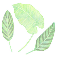 Watercolor Greenery tropical leaves with white stripes