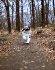 Australian Shepherd runs