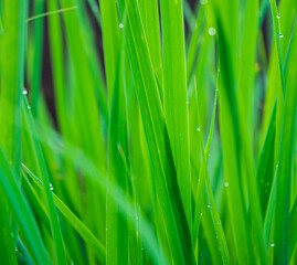 Green grass with dew drop in the morning